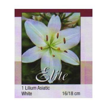 Bulb crin asiatic -atlas plants