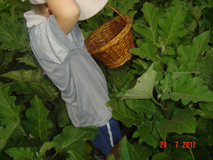 poze 797 - 0-HORIA la bunici