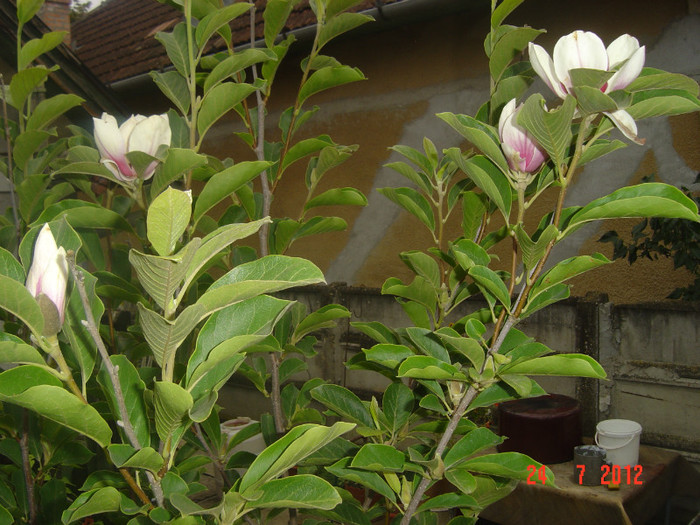 MAGNOLIA - 2011-2012 CURTEA MEA