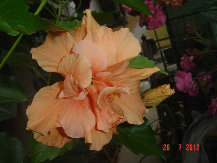 poze 060 - 09-2012-HIBISCUS