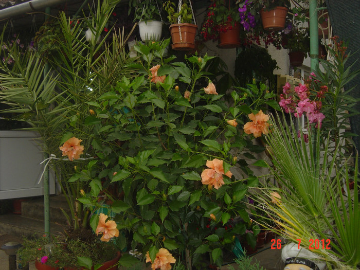 poze 059 - 09-2012-HIBISCUS