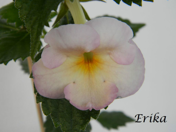 Golden Lady 20-07-2012