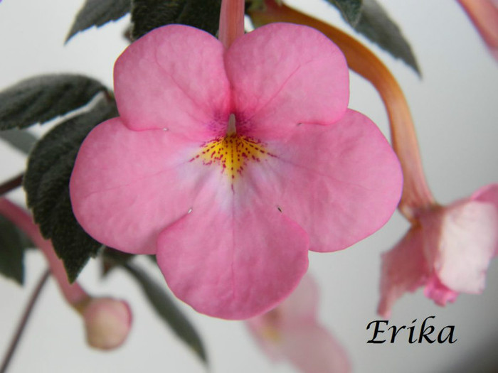 Painted Lady 20-07-2012