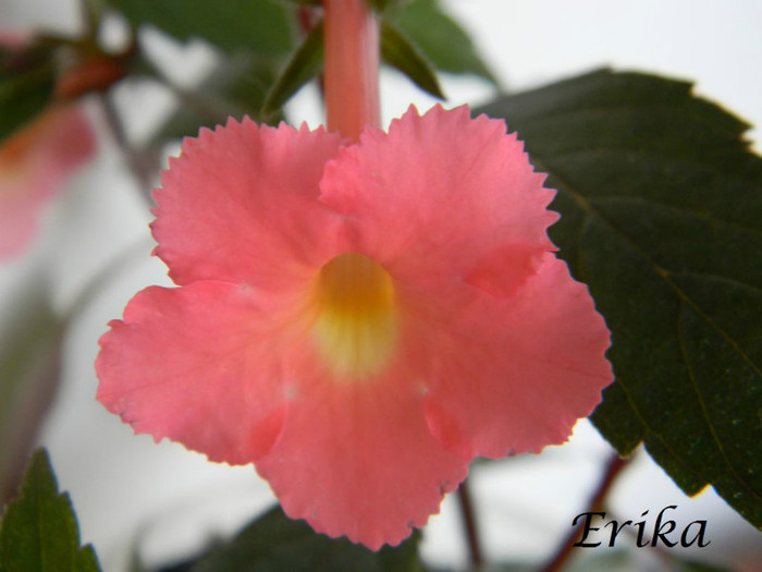 Peach Glow 20-07-2012