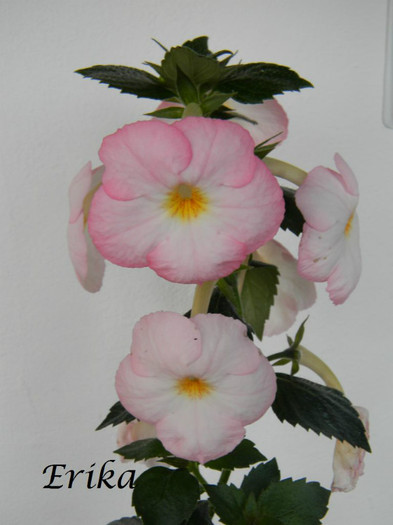 Vie en Rose 20-07-2012