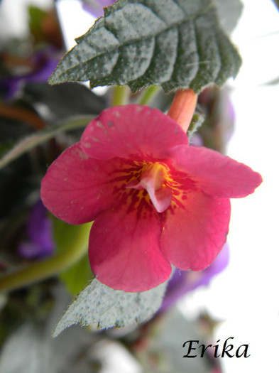 Dale Martens 24-07-2012 - ACHIMENES  - varietati