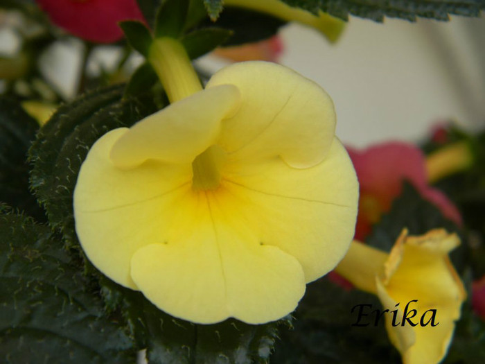 Himalayan Sunrise 24-07-2012 - ACHIMENES  - varietati