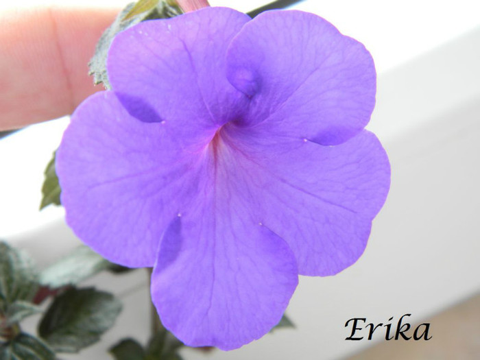 India 24-07-2012 - ACHIMENES  - varietati