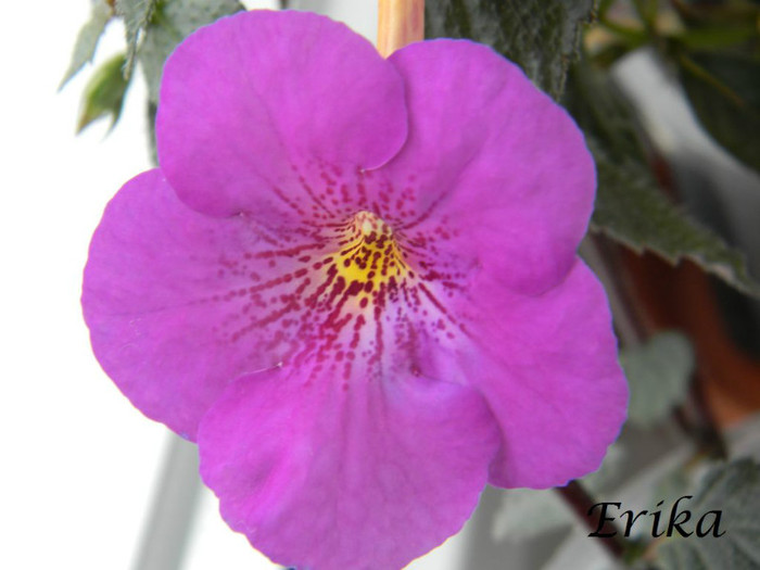 Extravaganza 27-07-2012