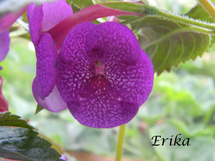 Jennifer Goode 27-07-2012