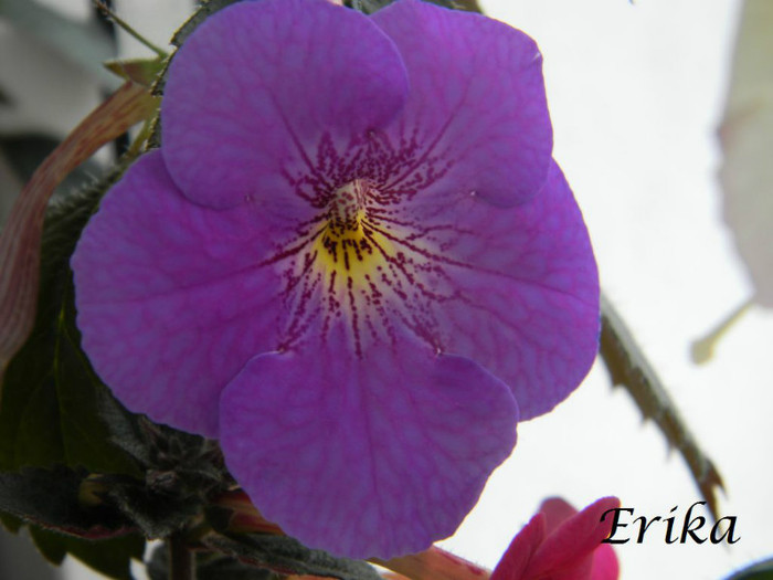 Rainbow 27-07-2012 - ACHIMENES  - varietati