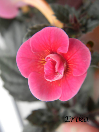 Serge Fantasy 27-07-2012 - ACHIMENES  - varietati