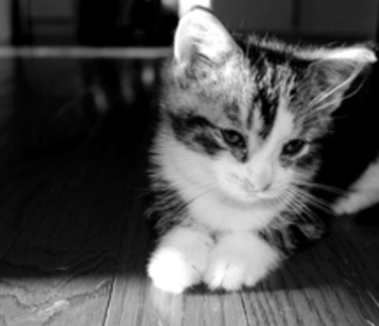 black-and-white-cat-cute-453076 - art