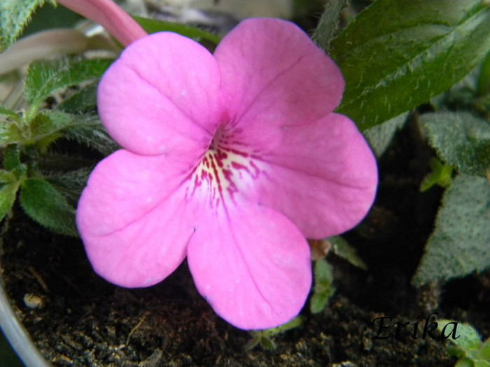 Old Rose Pink 27-07-2012' - Old Rose Pink