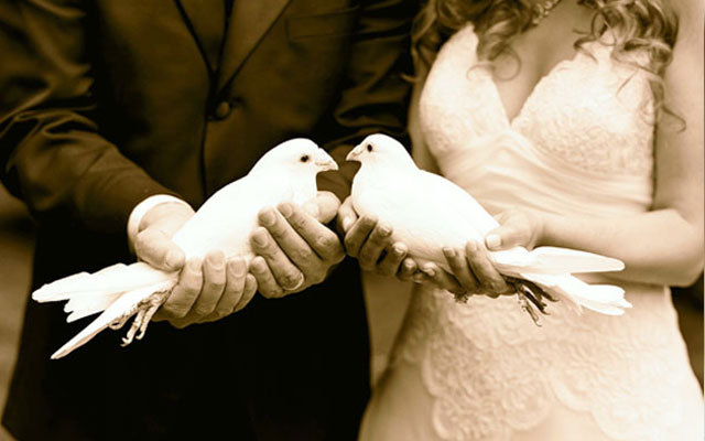 Porumbei-pentru-cei-doi-miri1 - Porumbei pentru nunta