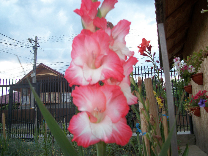 100_1978 - gladiole 2012