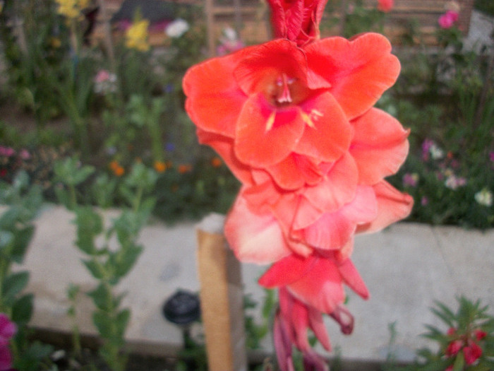 100_1980 - gladiole 2012