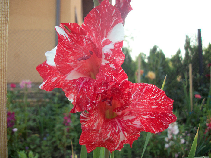 100_1985 - gladiole 2012
