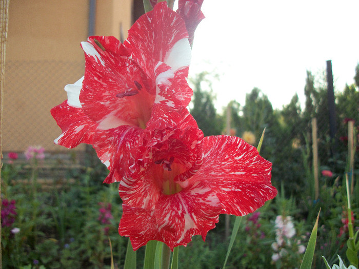 100_1984 - gladiole 2012