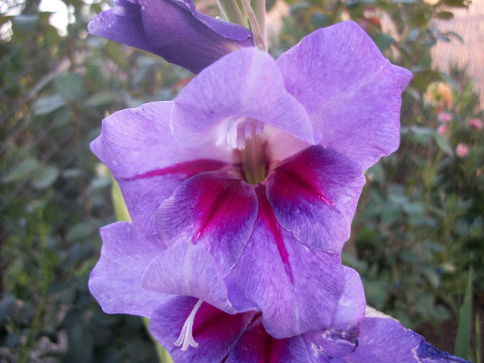 100_1991 - gladiole 2012