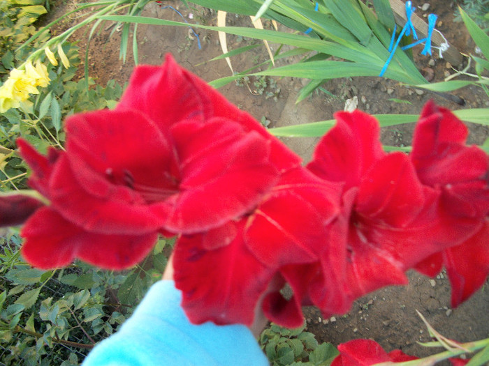 100_2009 - gladiole 2012