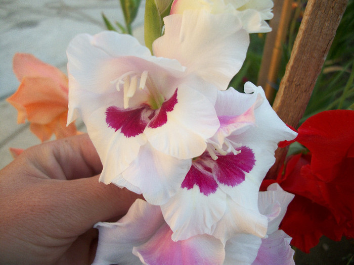 100_2011 - gladiole 2012