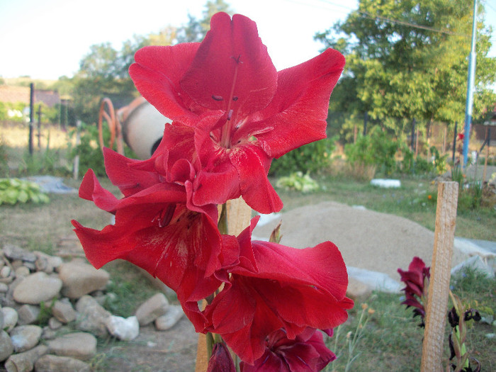 100_2014 - gladiole 2012