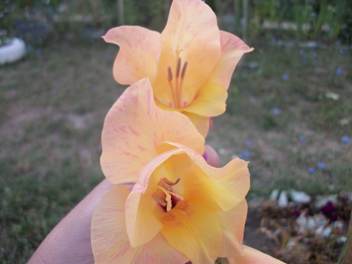 100_2021 - gladiole 2012