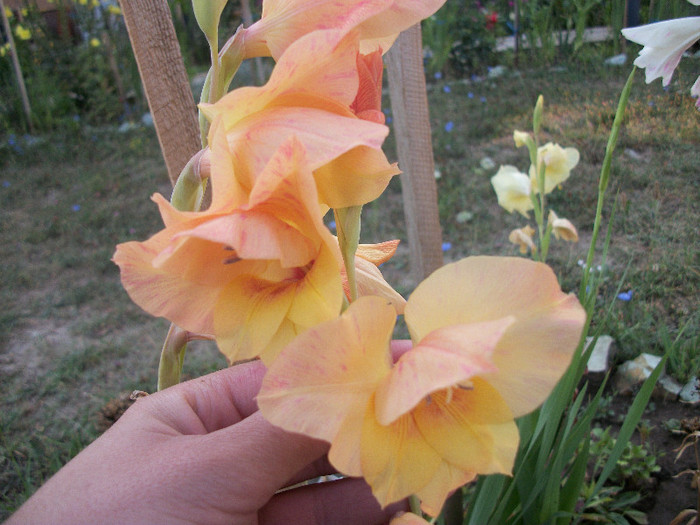 100_2022 - gladiole 2012