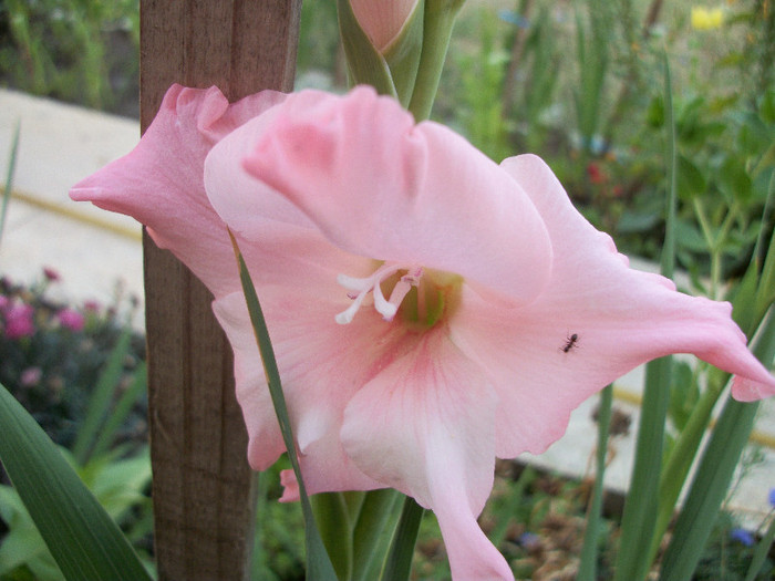 100_2016 - gladiole 2012