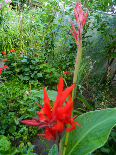 DSCN0400 - IULIE 2012