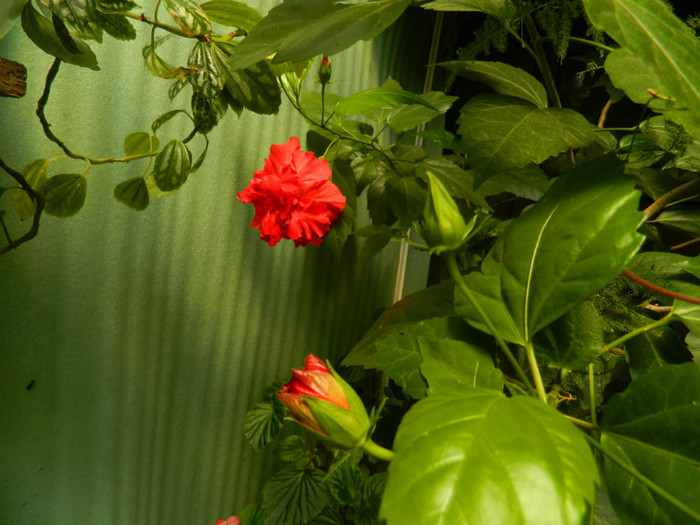 DSCN0408 - IULIE 2012