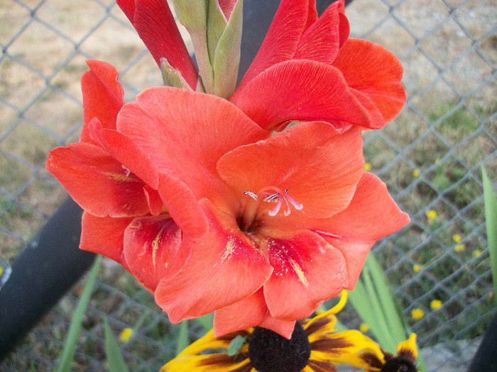 100_2023 - gladiole 2012
