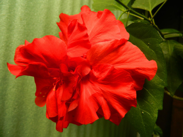 DSCN0410 - IULIE 2012