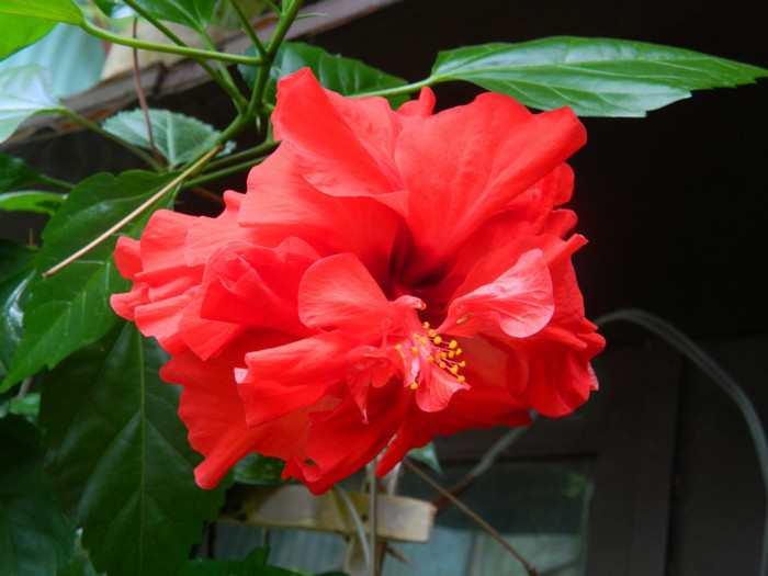 DSCN0411 - IULIE 2012