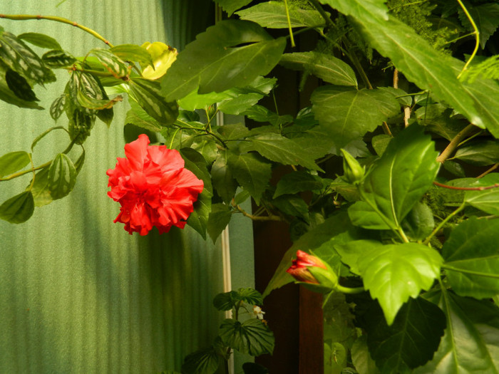 DSCN0412 - IULIE 2012