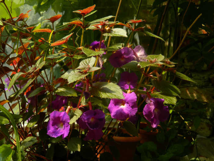 DSCN0414 - IULIE 2012