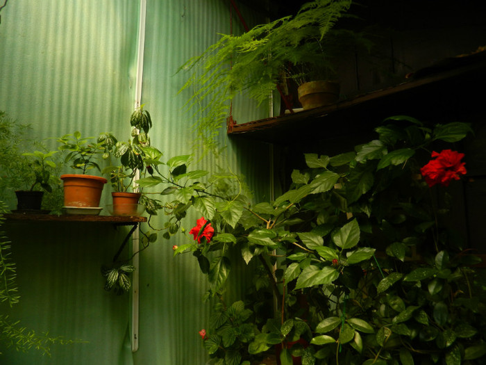 DSCN0423 - IULIE 2012