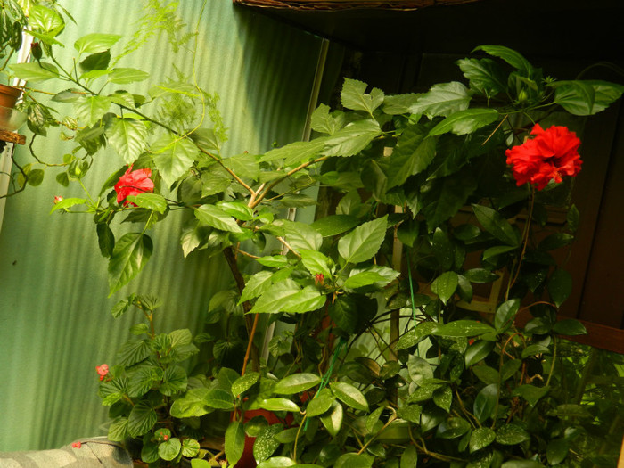 DSCN0425 - IULIE 2012