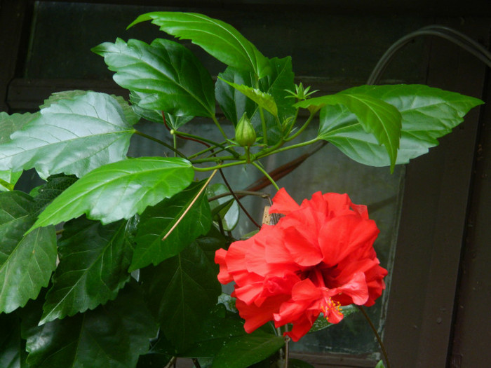 DSCN0427 - IULIE 2012