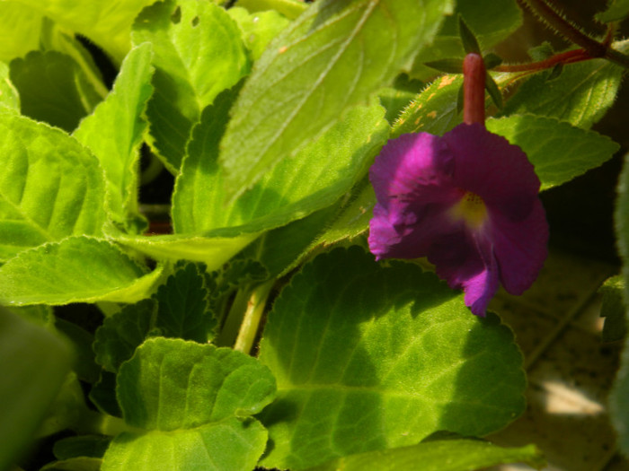 DSCN0429 - IULIE 2012