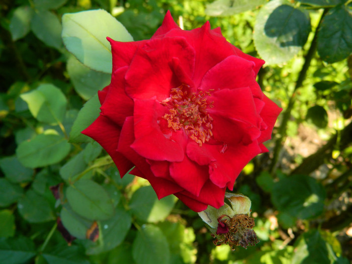 DSCN0431 - IULIE 2012