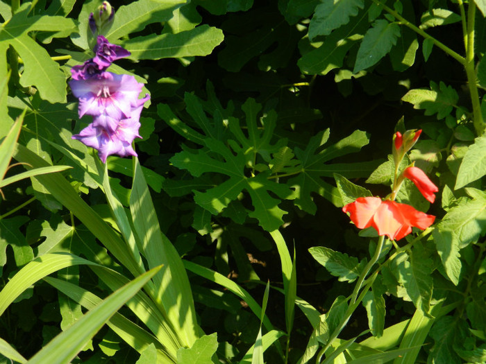 DSCN0432 - IULIE 2012