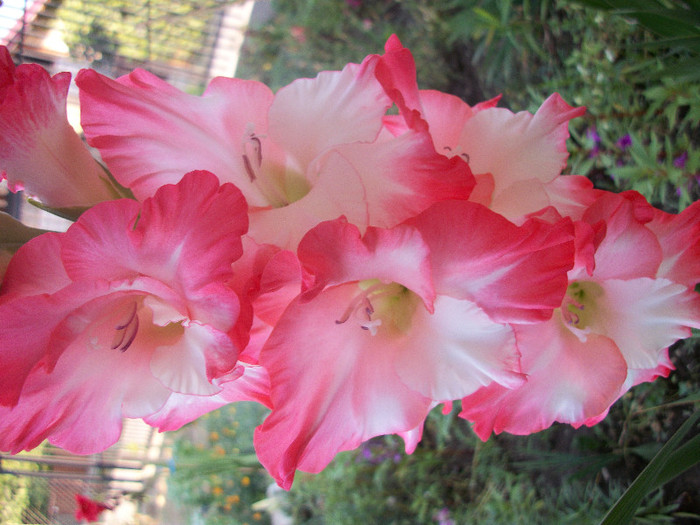 100_2038 - gladiole 2012