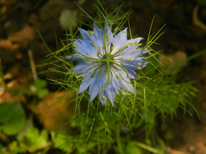 DSCN0439 - IULIE 2012