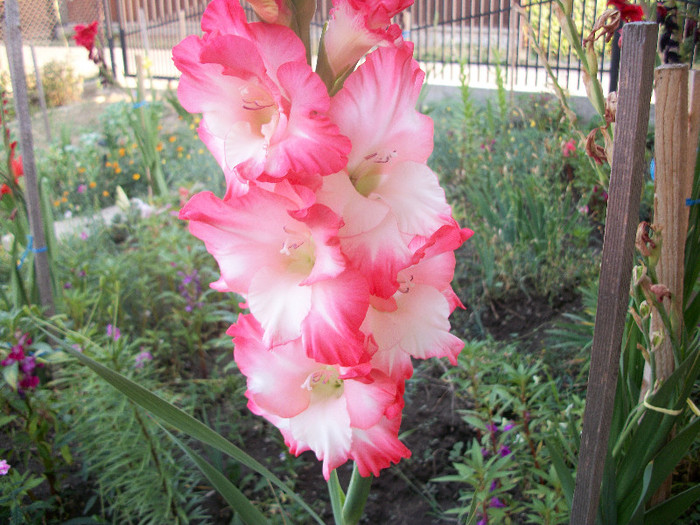 100_2039 - gladiole 2012