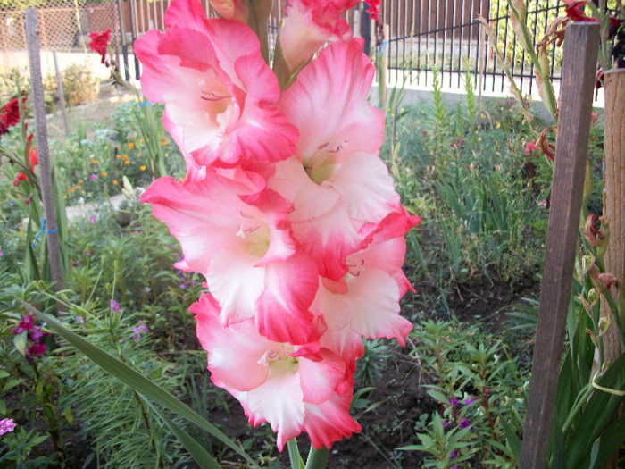 100_2040 - gladiole 2012