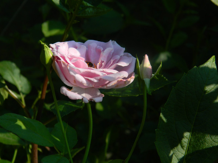 DSCN0443 - IULIE 2012