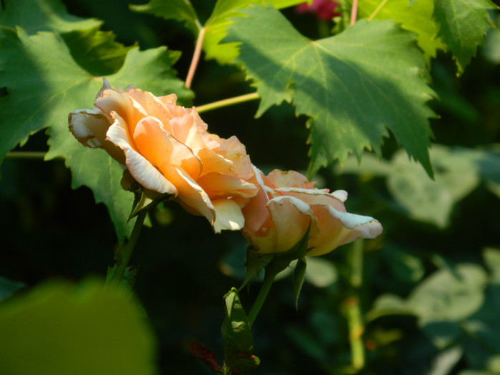 DSCN0444 - IULIE 2012