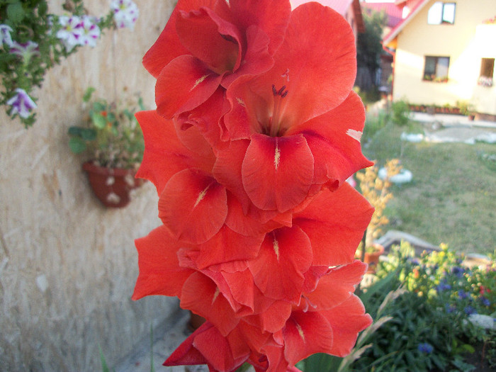 100_2041 - gladiole 2012